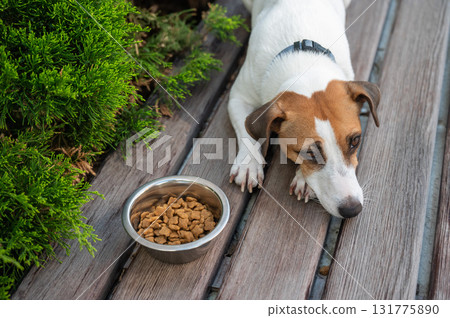 Sad dog lies next to food bowl. No appetite. 131775890
