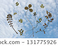 The sky stretches out endlessly. Leaves dance leisurely in the clear blue sky. It seems like today will be a good day. The sky stretches out endlessly. Leaves dance leisurely in the clear blue sky. It seems like today will be a good day. 131775926