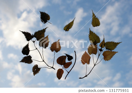 The sky stretches out endlessly. Leaves dance leisurely in the clear blue sky. It seems like today will be a good day. 131775931