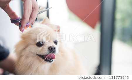 A groomer cuts a Pomeranian in a grooming salon. 131775945