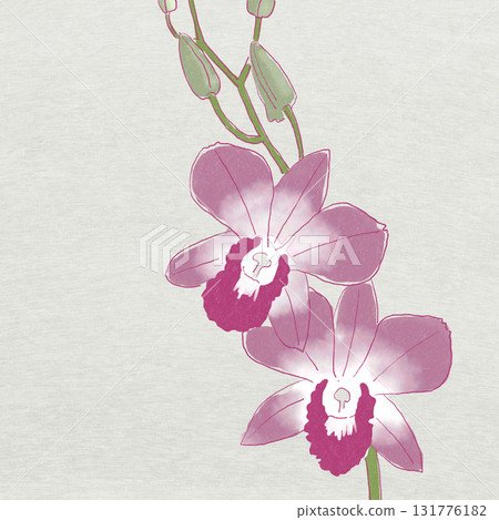 蘭花石斛蘭 131776182