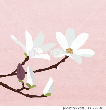 White Kobushi flower White Kobushi flower 131776186