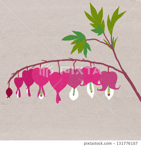 Pink bleeding hearts 131776187