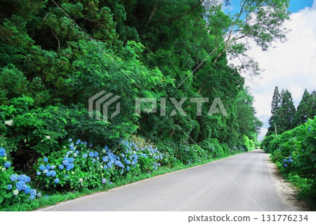 夏季的津輕半島紫陽花路 131776234