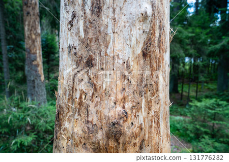 Close up damaged tree bark destroyed by beetle, infestation in woodland. Tree killed by insects Close up damaged tree bark destroyed by beetle, infestation in woodland. Tree killed by insects 131776282