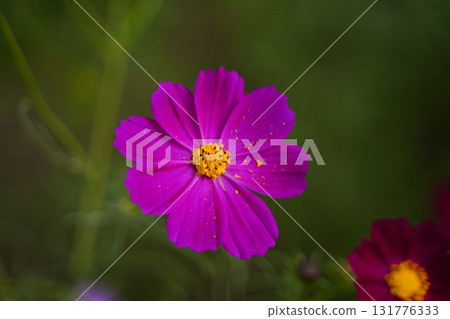 Cosmos flowers blooming under the autumn sun 131776333