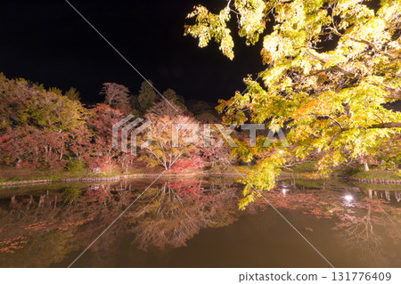 Illuminated autumn leaves in Yujaku Park (Bungoono City, Oita Prefecture) 131776409