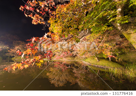 Illuminated autumn leaves in Yujaku Park (Bungoono City, Oita Prefecture) 131776416