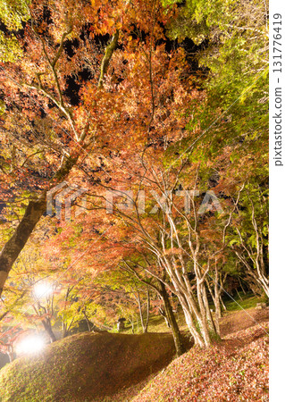 Illuminated autumn leaves in Yujaku Park (Bungoono City, Oita Prefecture) 131776419