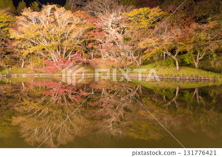 Illuminated autumn leaves in Yujaku Park (Bungoono City, Oita Prefecture) 131776421