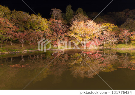 Illuminated autumn leaves in Yujaku Park (Bungoono City, Oita Prefecture) 131776424