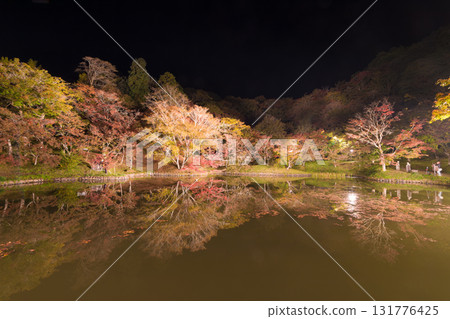 Illuminated autumn leaves in Yujaku Park (Bungoono City, Oita Prefecture) 131776425