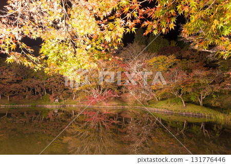 Illuminated autumn leaves in Yujaku Park (Bungoono City, Oita Prefecture) 131776446