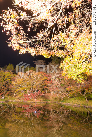 Illuminated autumn leaves in Yujaku Park (Bungoono City, Oita Prefecture) 131776449