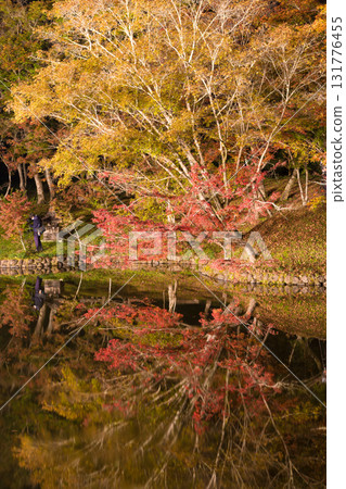 Illuminated autumn leaves in Yujaku Park (Bungoono City, Oita Prefecture) Illuminated autumn leaves in Yujaku Park (Bungoono City, Oita Prefecture) 131776455