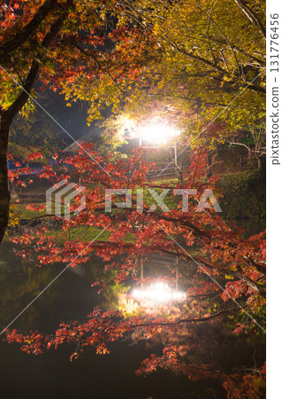 Illuminated autumn leaves in Yujaku Park (Bungoono City, Oita Prefecture) 131776456
