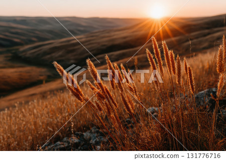 Golden sunset illuminating tall grass in a serene meadow 131776716