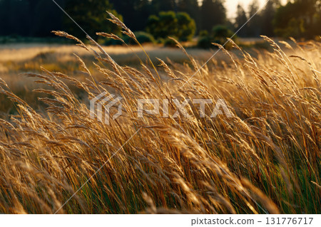 Golden sunlight illuminates tall grass in a meadow at sunset 131776717