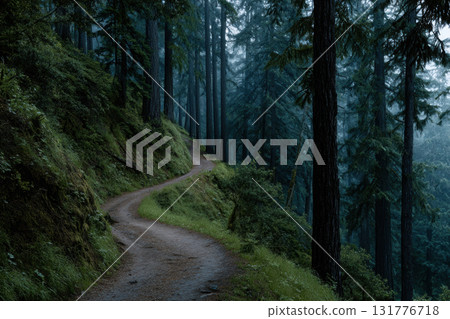 Winding forest path through redwoods at dawn 131776718