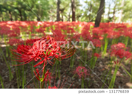 Colorful spider lilies bring a hint of autumn Colorful spider lilies bring a hint of autumn 131776839