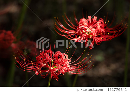 Colorful spider lilies bring a hint of autumn 131776841