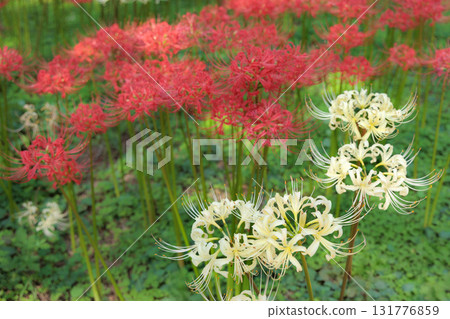 色彩繽紛的紅蜘蛛百合，給你秋天的感覺 131776859