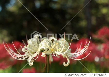 Colorful spider lilies bring a hint of autumn Colorful spider lilies bring a hint of autumn 131776864