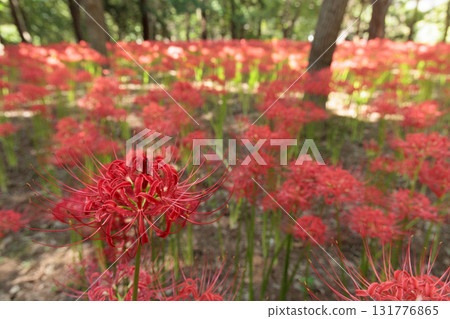Colorful spider lilies bring a hint of autumn 131776865