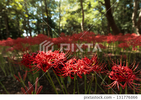 Colorful spider lilies bring a hint of autumn Colorful spider lilies bring a hint of autumn 131776866