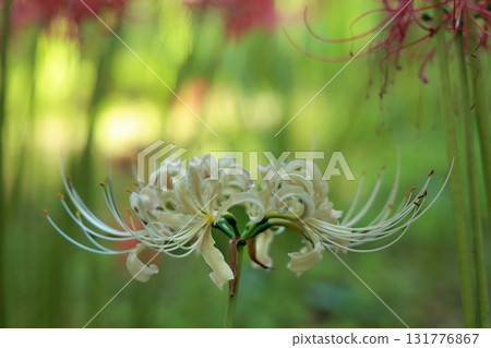 Colorful spider lilies bring a hint of autumn 131776867