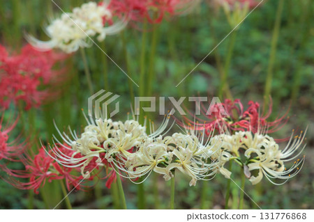 Colorful spider lilies bring a hint of autumn 131776868