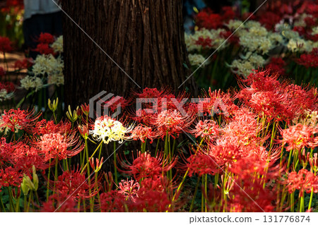 色彩繽紛的紅蜘蛛百合，給你秋天的感覺 131776874