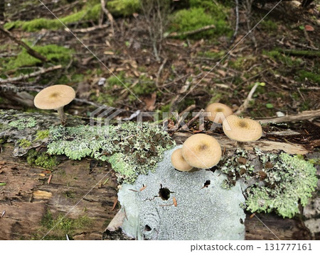 叢生蜜環菌在腐爛的木頭上成群生長 131777161