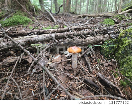 森林中孤獨的牛肝菌 131777162