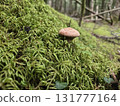 長滿苔蘚的森林地面上的蘑菇 131777164