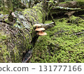 苔蘚樹幹上的野生蜜環菌 131777166