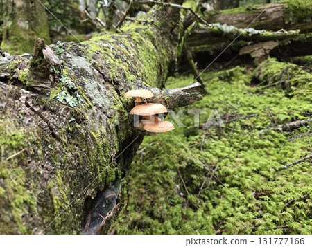 苔蘚樹幹上的野生蜜環菌 131777166