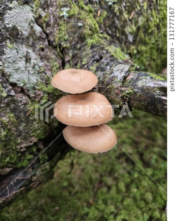 樹上的簇生蜜環菌 131777167