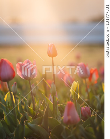 Tulips illuminated by the setting sun (Odaiba Symbol Promenade Park) 131777331