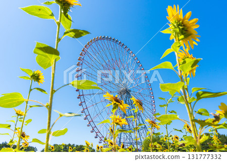 Ferris wheel and sunflowers (Kasai Rinkai Park) 131777332