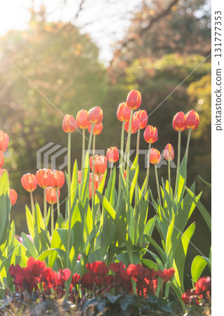 Ice Tulips (Hibiya Park) 131777353
