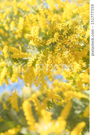 Mimosa heralds the arrival of spring (Shioiri Park) Mimosa heralds the arrival of spring (Shioiri Park) 131777359