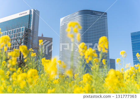 Rape blossom fields and skyscrapers (Hama Rikyu Gardens) Rape blossom fields and skyscrapers (Hama Rikyu Gardens) 131777363