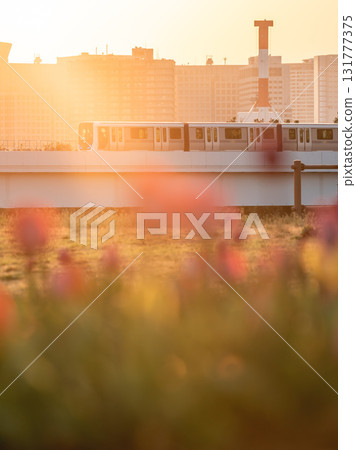 鬱金香與百合海鷗線（台場Symbol Promenade公園） 131777375