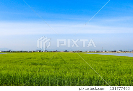 Wheat field landscape 131777463
