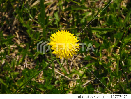 一朵牛蒡花在田野裡盛開 一朵牛蒡花在田野裡盛開 131777471