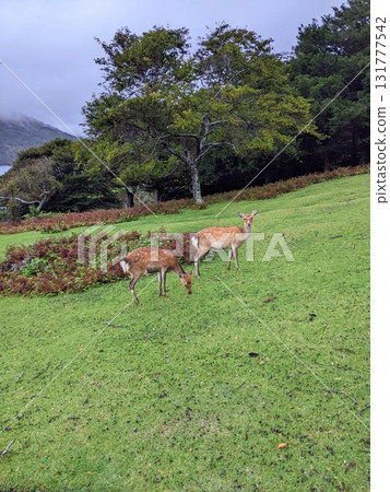 金華山上吃草的鹿 金華山上吃草的鹿 131777542