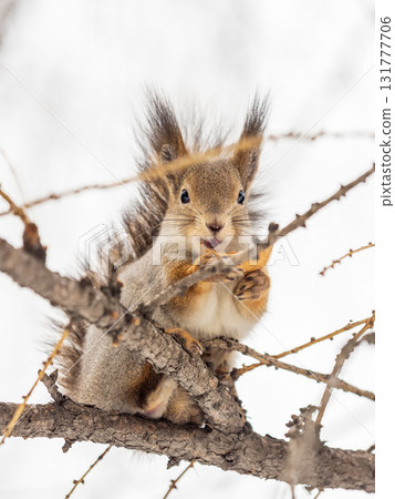 The squirrel with nut sits on tree in the winter or late autumn The squirrel with nut sits on tree in the winter or late autumn 131777706