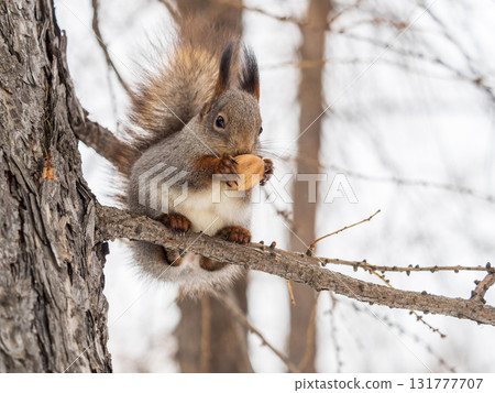 The squirrel with nut sits on tree in the winter or late autumn The squirrel with nut sits on tree in the winter or late autumn 131777707