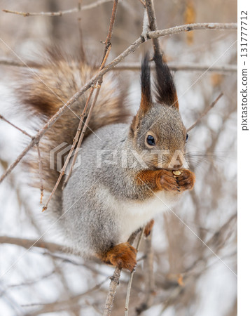 The squirrel with nut sits on tree in the winter or late autumn 131777712